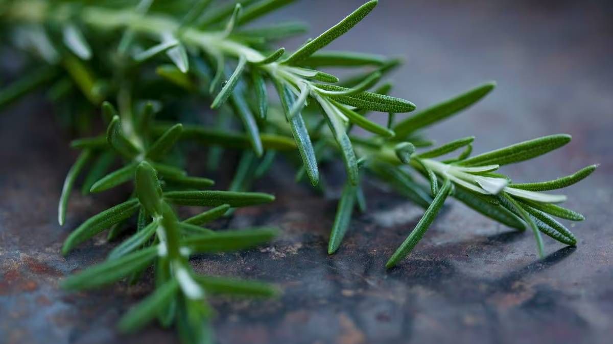 Feng Shui: este es el método más efectivo para atraer dinero con hojitas de romero Feng Shui: este es el método más efectivo para atraer dinero con hojitas de romero