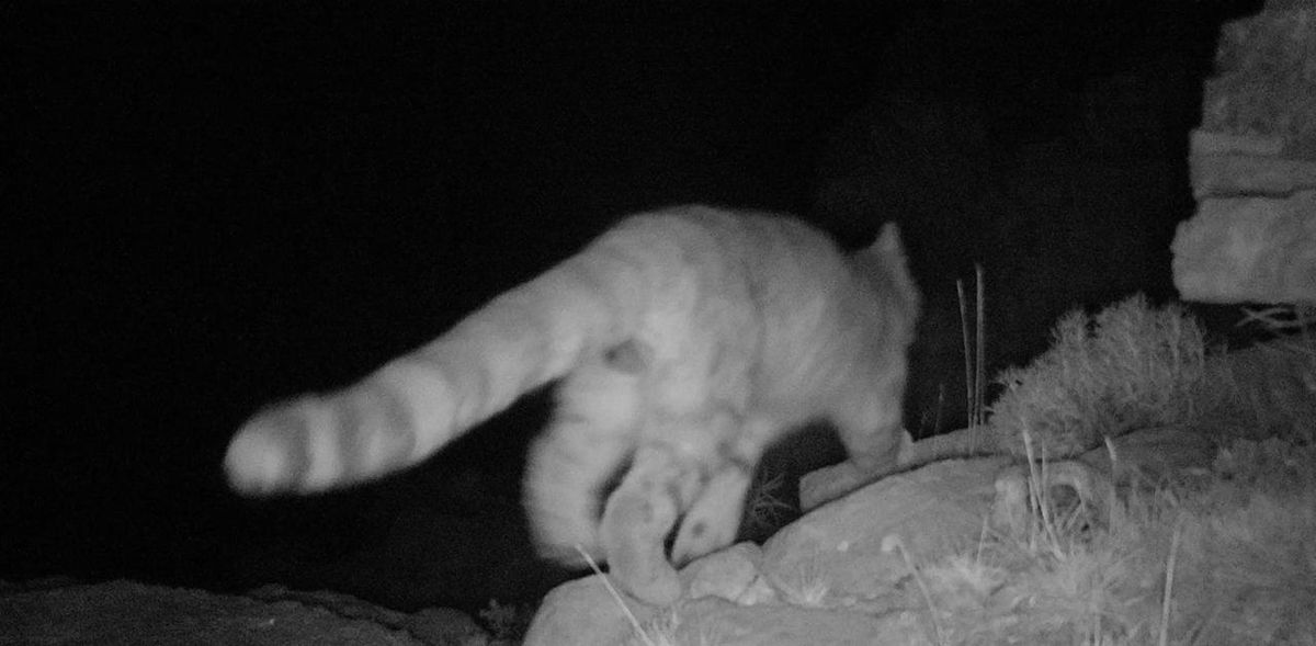 El gato andino es una especie en peligro de extinción. A través de perros, se logra que se alejen de los bienes de los productores, garantizando una convivencia armoniosa. El gato andino es una especie en peligro de extinción. A través de perros, se logra que se alejen de los bienes de los productores, garantizando una convivencia armoniosa.