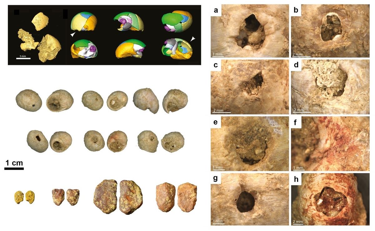 Los investigadores que realizaron el descubrimiento estudiaron las joyas exhaustivamente. Los investigadores que realizaron el descubrimiento estudiaron las joyas exhaustivamente.