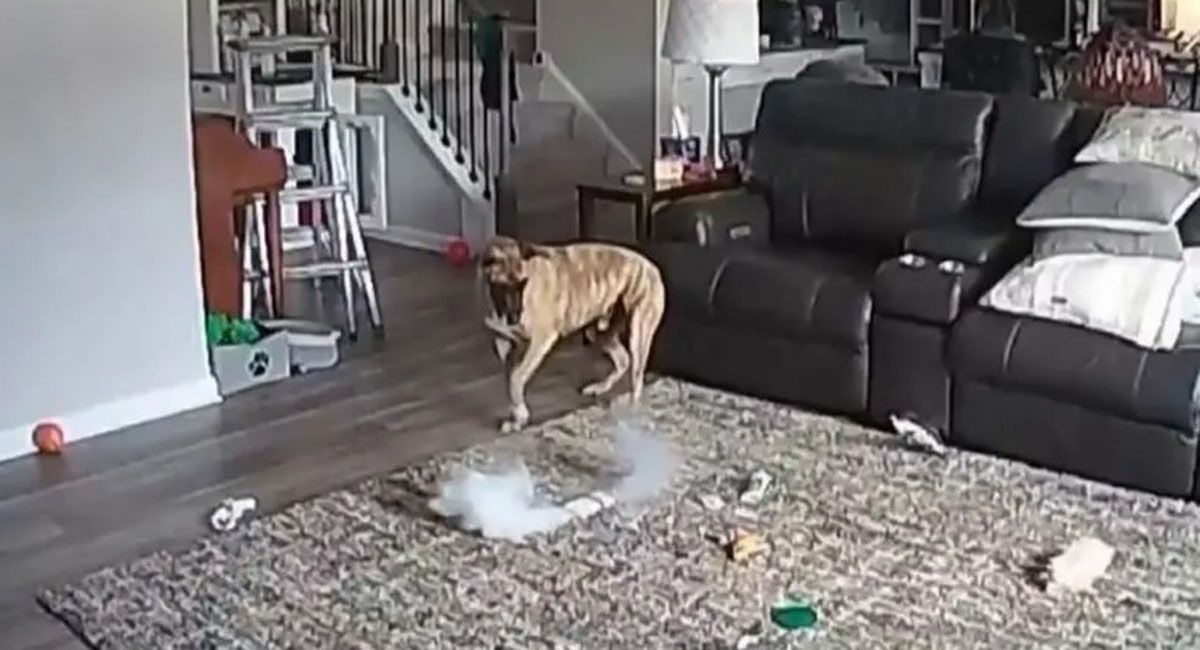 Una situación de alarma vivió una familia luego de que un perro mordió una batería de litio y provocó un incendio en el living de la casa.