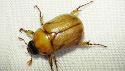 Hay varios trucos caseros para exterminar los cascarudos rubios.