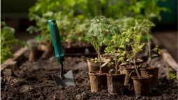 Aprendé a cuidar tu huerto con estos consejos de jardinería.