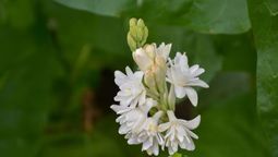 Esta planta es muy utilizada en perfumería. Esta planta es muy utilizada en perfumería.