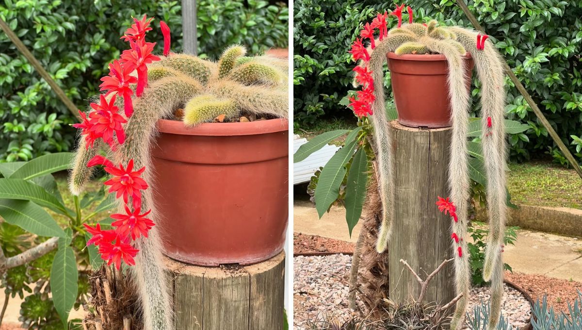 Cactus cola de mono: consejos para que no se seque y tenga flores