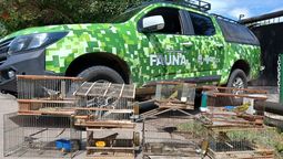 El Gobierno y la Policía rescataron aves silvestres en cautiverio. El Gobierno y la Policía rescataron aves silvestres en cautiverio.