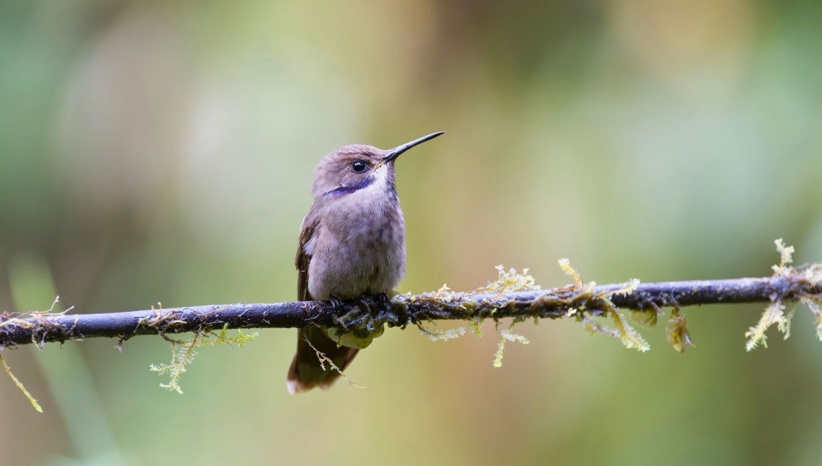 Con algunos conocimientos de jardinería y otros cuidados podrás usar tu planta de jazmín para atraer colibríes. Con algunos conocimientos de jardinería y otros cuidados podrás usar tu planta de jazmín para atraer colibríes.