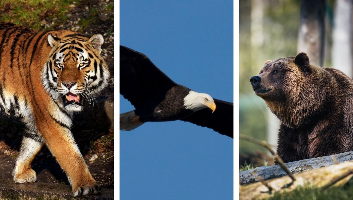 Test de personalidad: elige un animal y descubre cuál es tu misión en esta vida