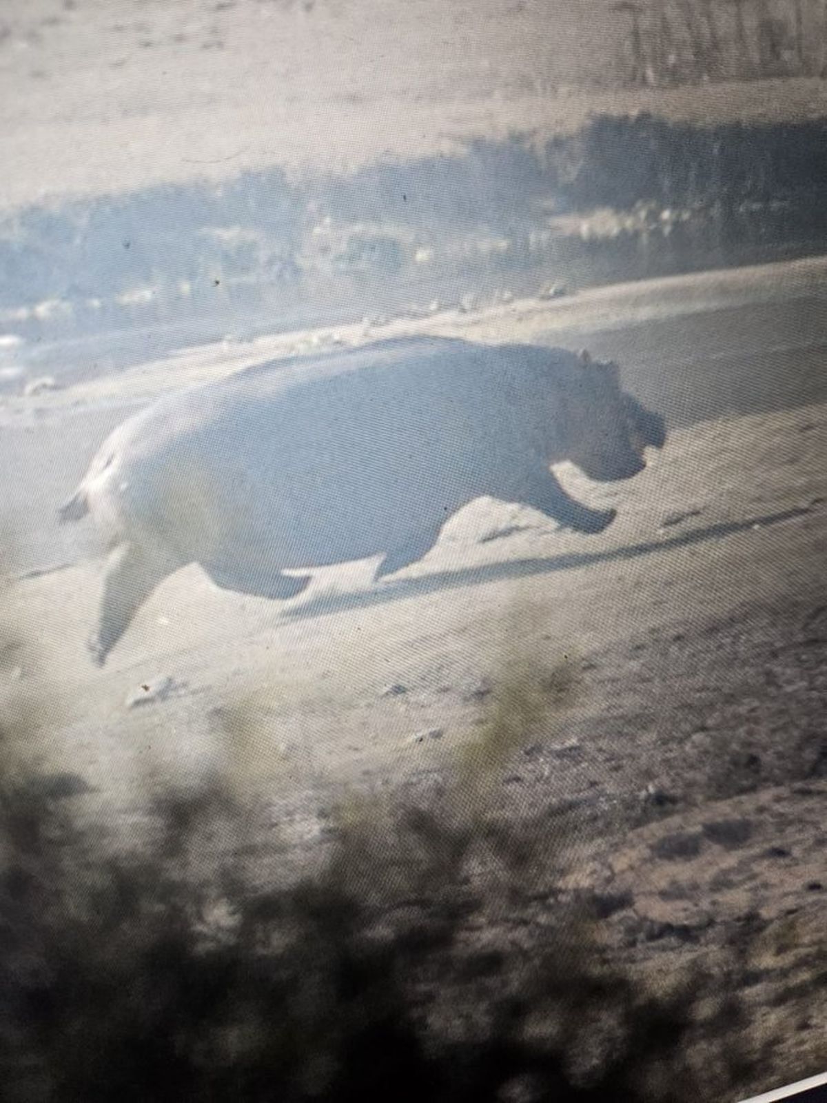 Un hipopótamo completamente despegado del suelo. Un hipopótamo completamente despegado del suelo.