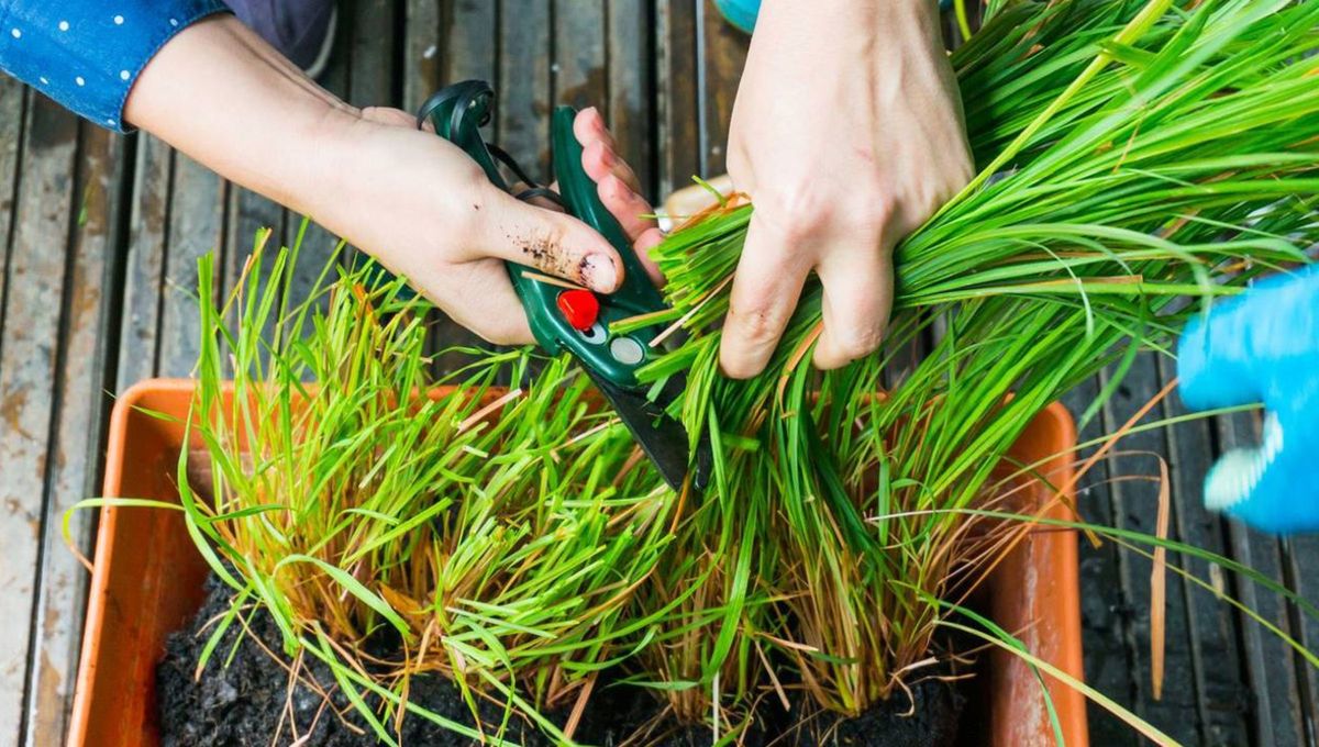Colgar citronela en las puertas de casa: por qué recomiendan hacerlo y para qué sirve