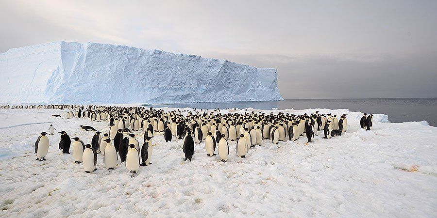 Iceberg Causó La Muerte De 150 Mil Pingüinos En La Antártida