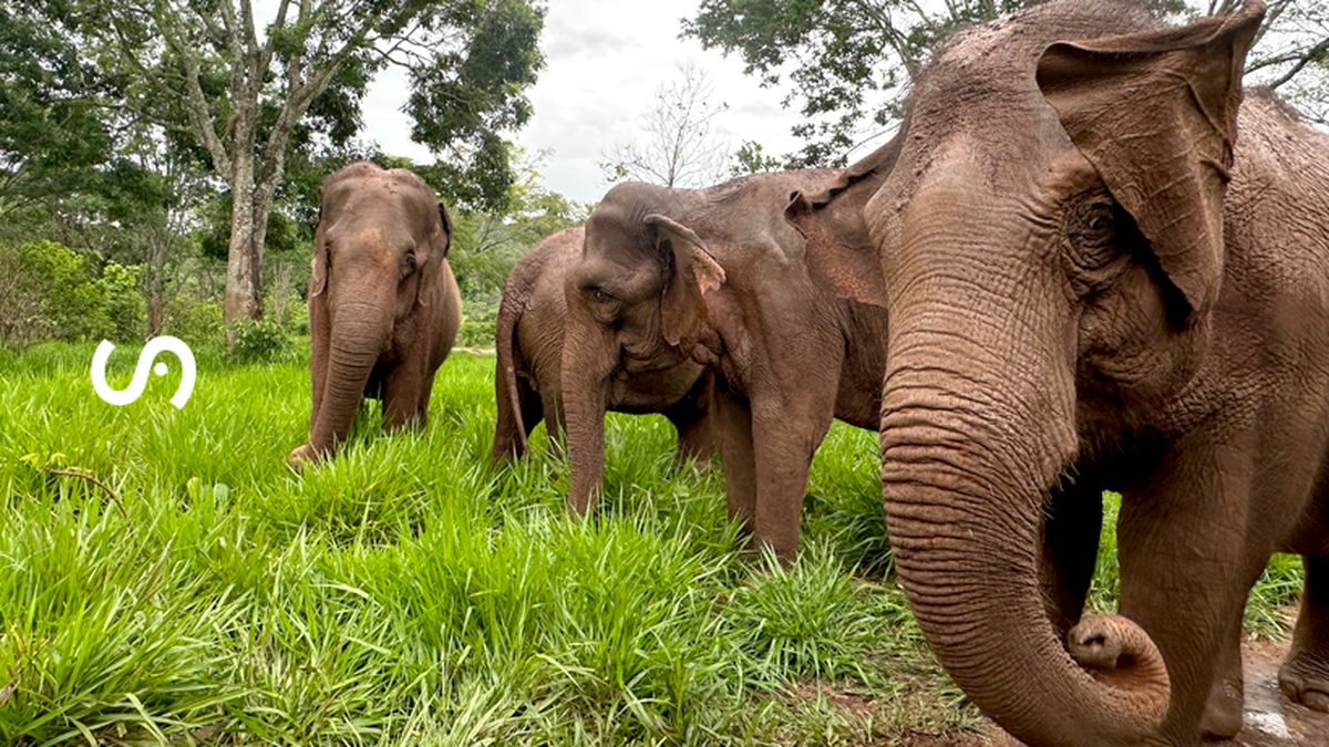 El resto de las elefantas que viven en el Santuario de Brasil son asiáticas. El resto de las elefantas que viven en el Santuario de Brasil son asiáticas.