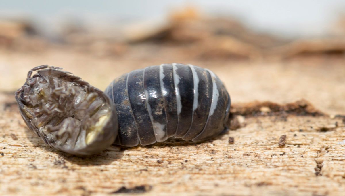 Si aparece un bicho bolita en tu jardín, te contamos qué significa y por qué es bueno