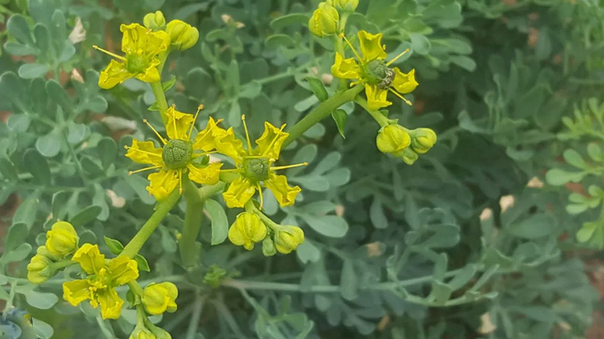 Que significa tener una RUDA dentro de casa
