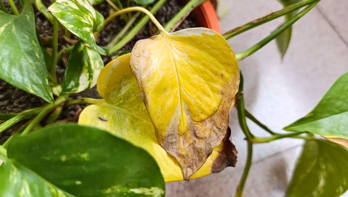 Revisa las hojas de tus plantas para modificar el riego, la cantidad de luz y controlar las plagas. Revisa las hojas de tus plantas para modificar el riego, la cantidad de luz y controlar las plagas. 