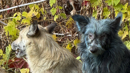 Uno de los perros azules hallados en Chernobyl. Uno de los perros azules hallados en Chernobyl.