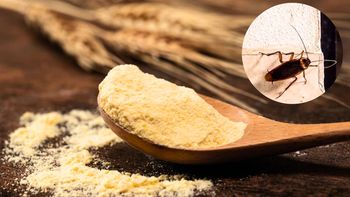 Cómo eliminar a las cucarachas de la cocina usando un poco de harina: trampa casera efectiva Cómo eliminar a las cucarachas de la cocina usando un poco de harina: trampa casera efectiva