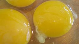 El hilito blanco del huevo sirve para sujetar a la yema a los polos.
