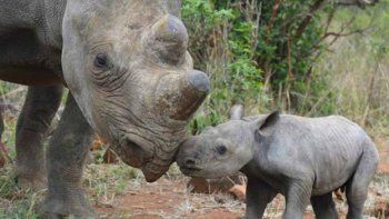 Un rinoceronte aplastó y mató a un guía en un parque de Zimbabue