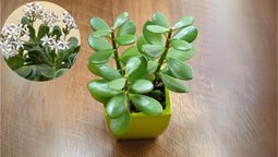 Trucos para activar los poderes del árbol de jade y que florezca