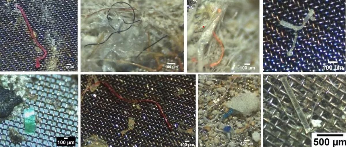 El estudio científico explica que se puede ingerir plástico, además, por las vías respiratorias. El estudio científico explica que se puede ingerir plástico, además, por las vías respiratorias.