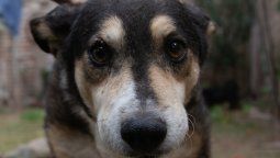 Un perrito maltratado se recuperó y lo adoptó una vecina que fue quien lo salvó