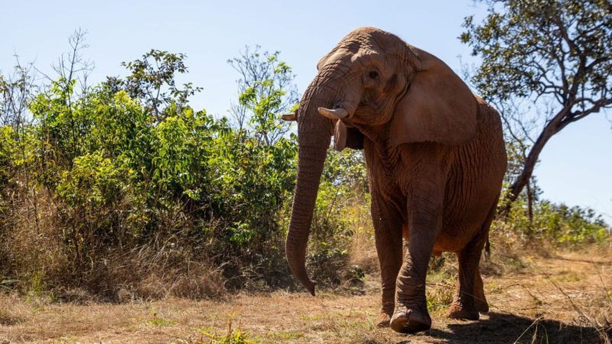 Pupy tenía unos 35 años y vivió 6 meses en el Santuario de Elefantes de Brasil. Pupy tenía unos 35 años y vivió 6 meses en el Santuario de Elefantes de Brasil.