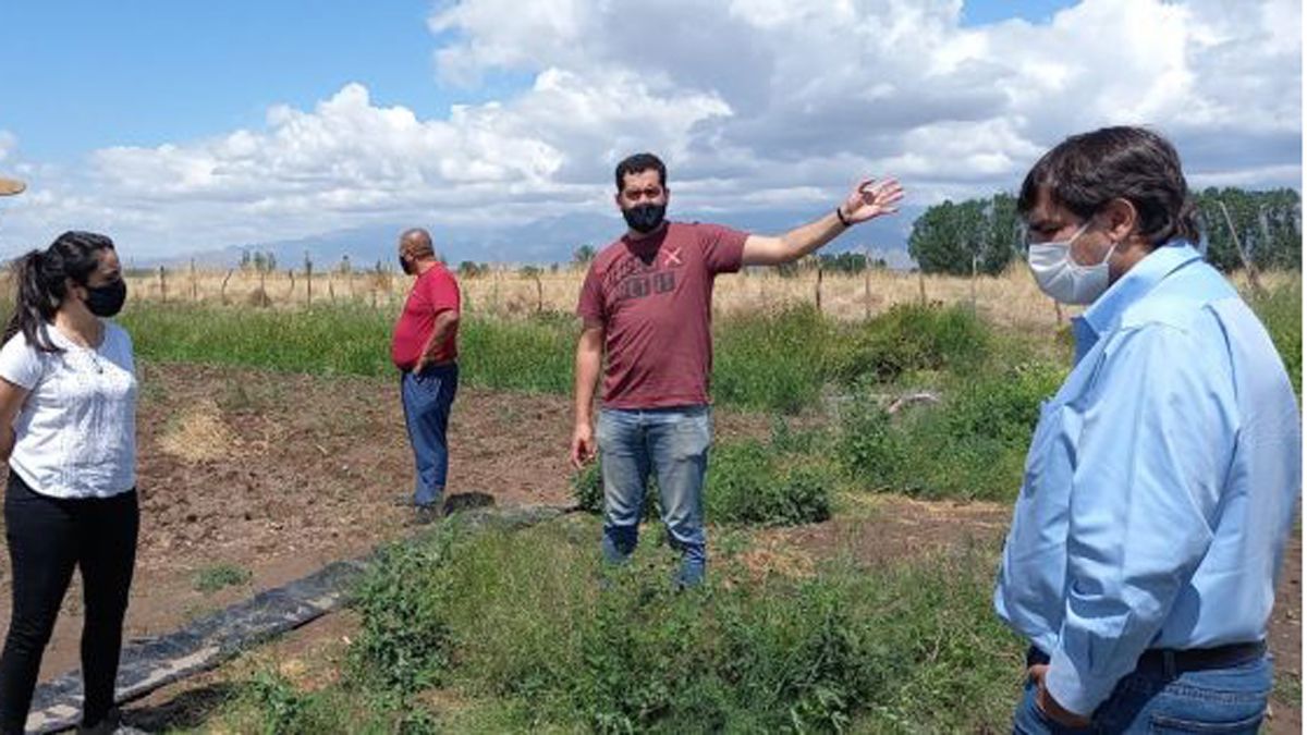 Integrantes del Ministerio de Economía recorrieron fincas y campos del Valle de Uco. El granizo no causó grandes daños.