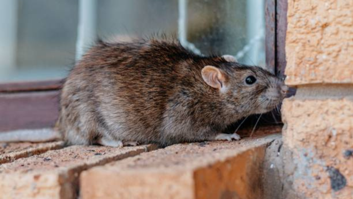 La plaga de ratas afecta a la sociedad de Nueva York.&nbsp;