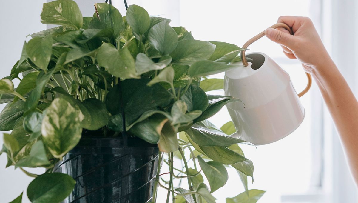 Revisando el riego, la luz y los nutrientes, puedes favorecer el desarrollo de tu potus. Revisando el riego, la luz y los nutrientes, puedes favorecer el desarrollo de tu potus. 