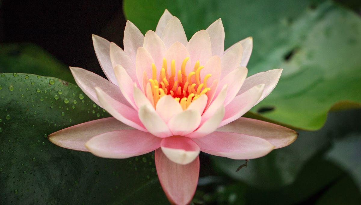 Flor de Loto. Flor de Loto.