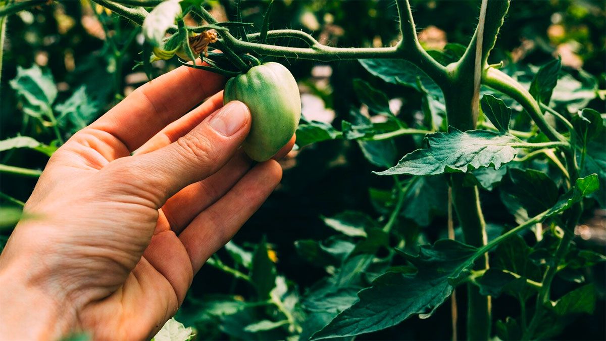 A esta fruta le dicen oro verde: es rica en fibra y potasio, ayuda a bajar de peso y produce más colágeno