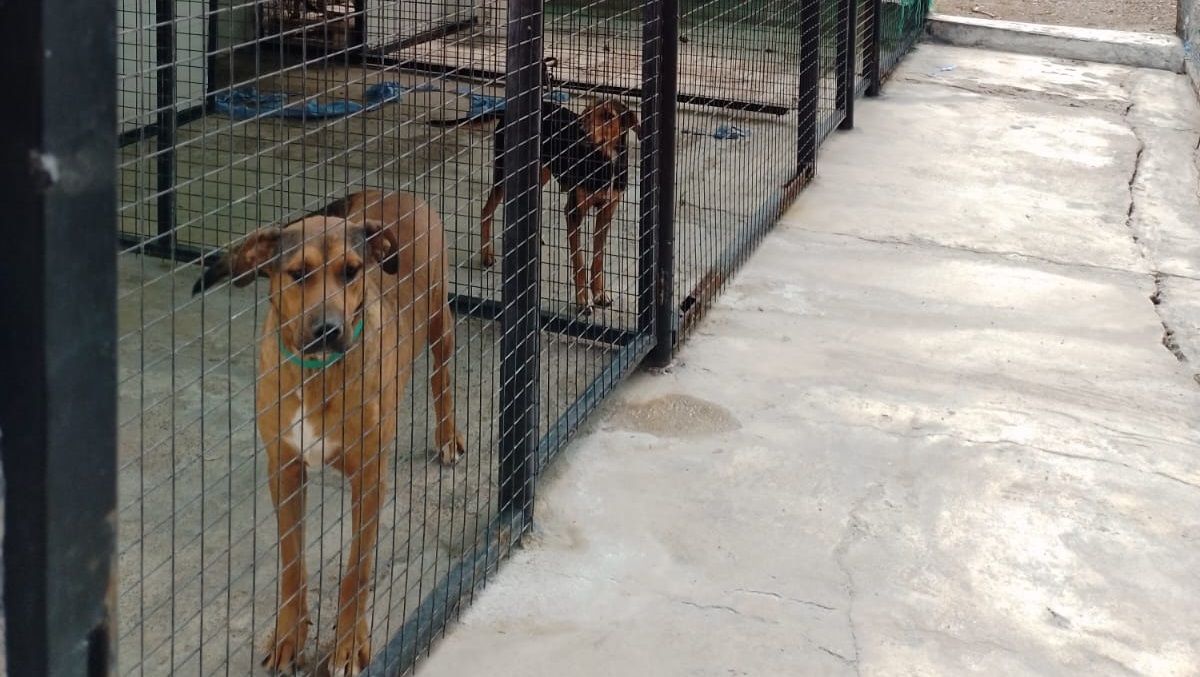 Perros alojados en caniles en Zoonosis de  Rivadavia que pueden ser adoptados. 