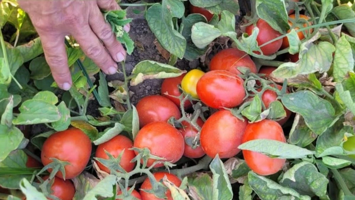 Tomate perita. (Foto: Ing. Agr. Verónica Casarrubia) Tomate perita. (Foto: Ing. Agr. Verónica Casarrubia)