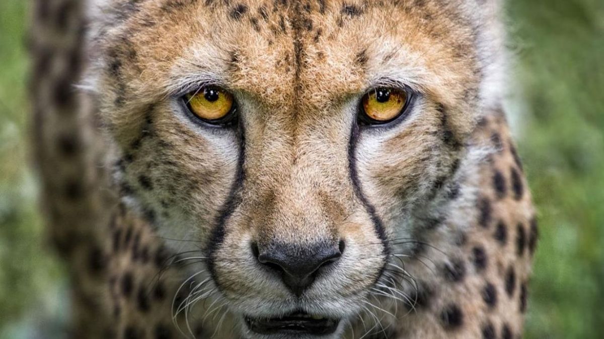 El animal espiritual de Aries es el guepardo. El animal espiritual de Aries es el guepardo.