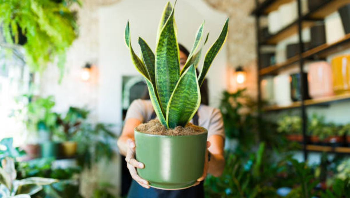  La planta ideal para flojos: no necesita agua