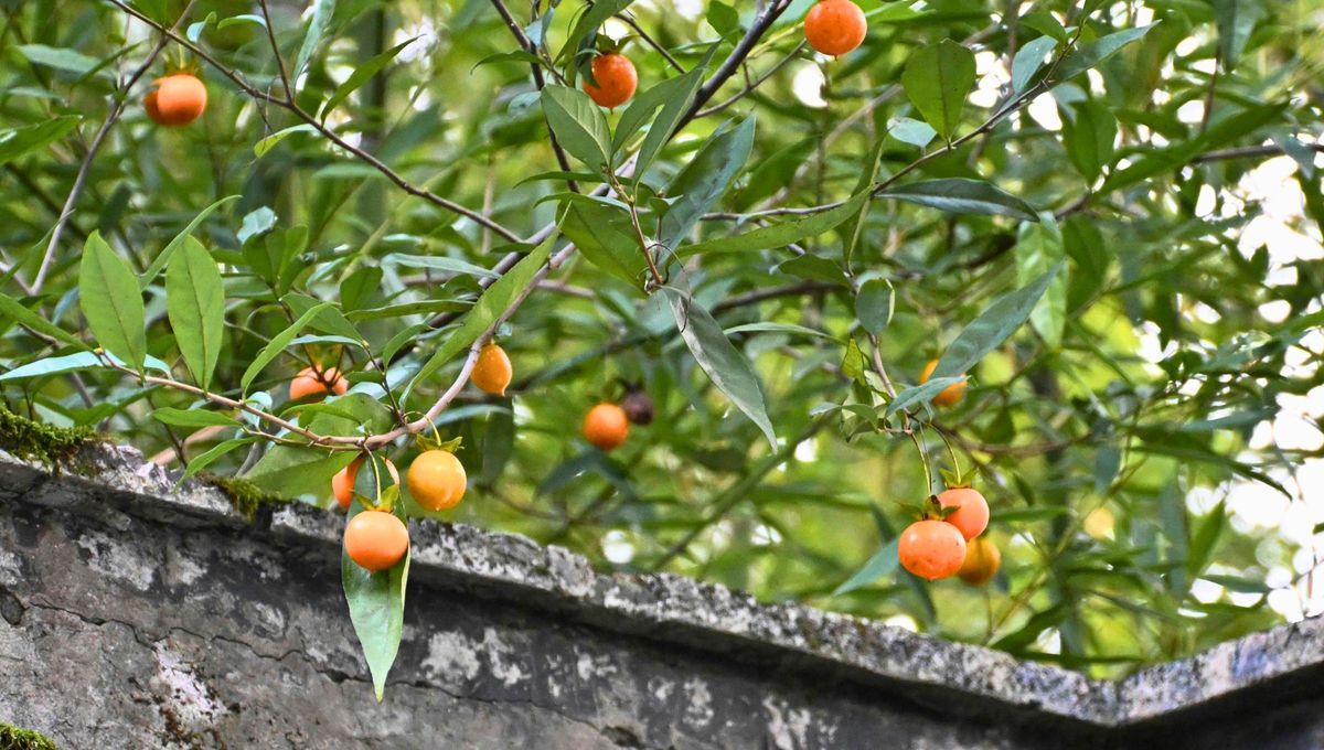 El naranjo es un &aacute;rbol frutal que requiere cuidados necesarios y dedicados para que sus beneficios den fruto.