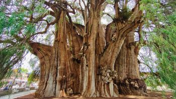 El árbol con el tronco más ancho del mundo: más de 40 metros en el corazón de América Latina El árbol con el tronco más ancho del mundo: más de 40 metros en el corazón de América Latina
