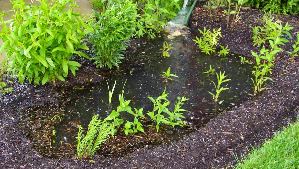 Si tenés esta planta en tu jardín tenés un tesoro en casa: ayuda a eliminar el barro. Foto Hogar Dulce Bio