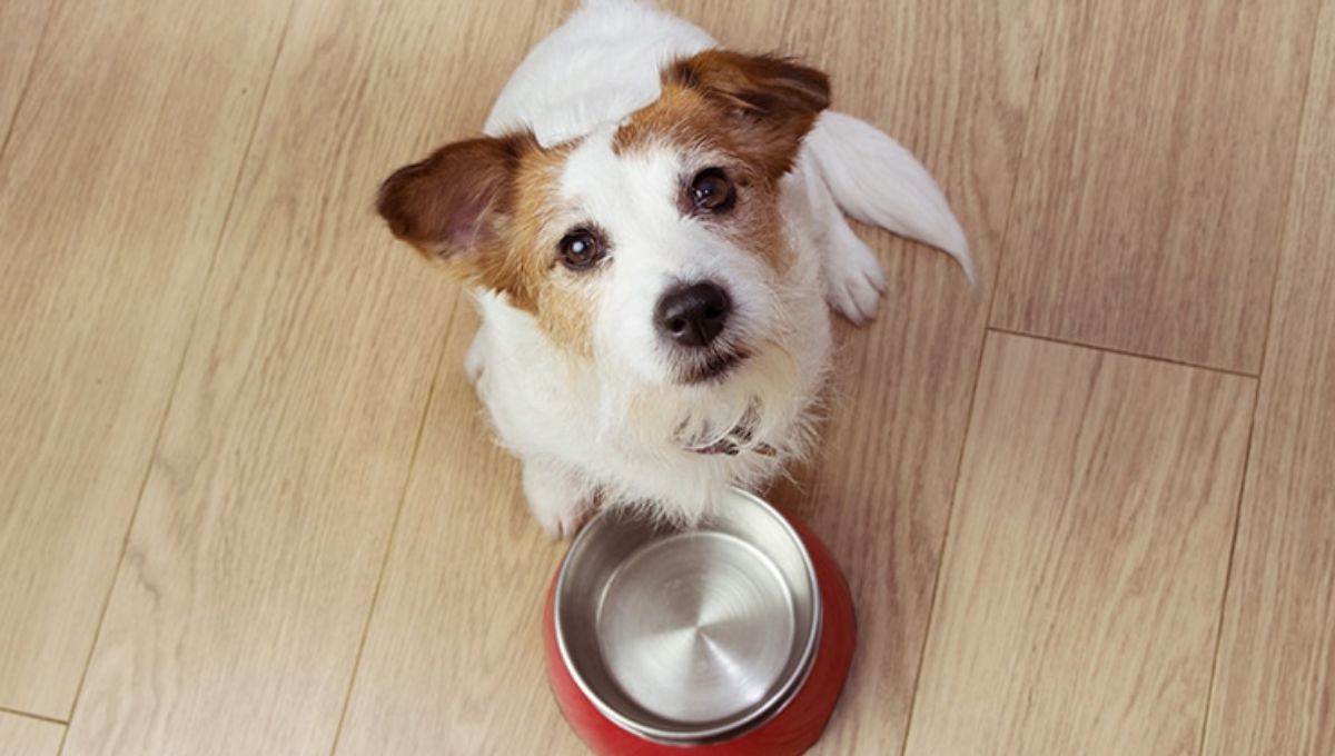 Ni al mediodía, ni a la noche: cuál es el mejor horario para darle de comer a tu perro