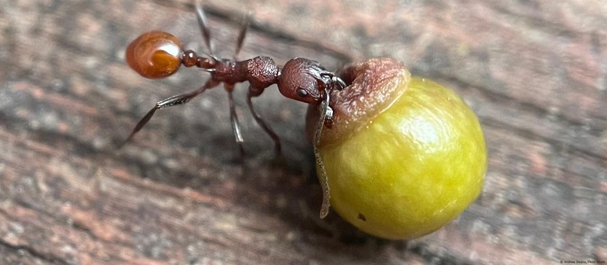 Descubrimiento realizado por un niño de 8 años desafía a la ciencia: involucra hormigas y avispas Descubrimiento realizado por un niño de 8 años desafía a la ciencia: involucra hormigas y avispas