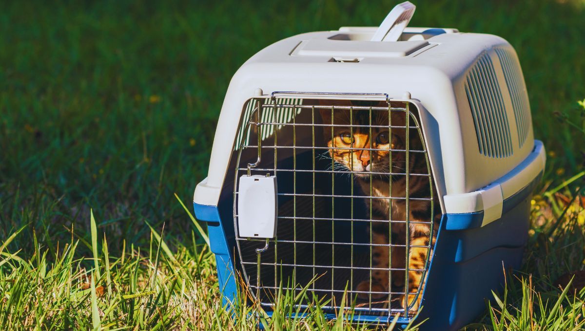 El truco ideal de un veterinario para transportar gatos que odian los transportines y funciona de maravilla