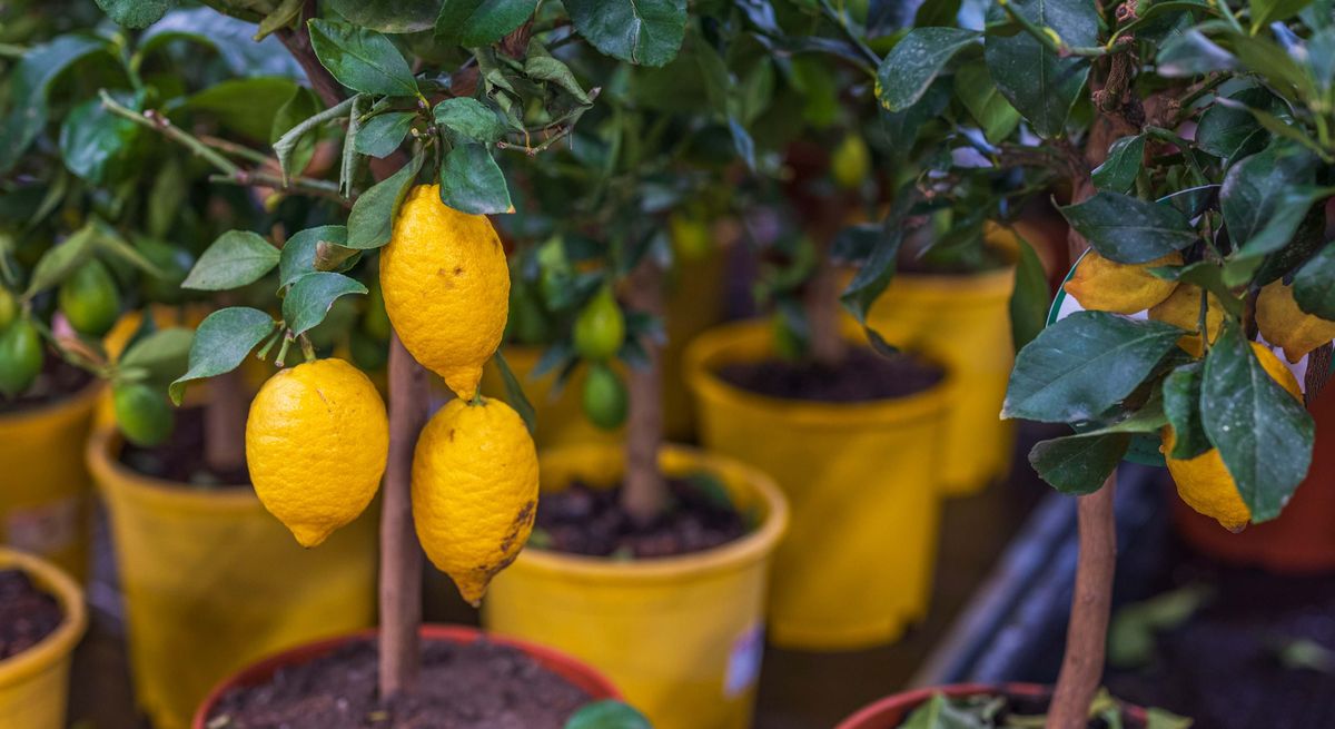 Limonero: cuál es la maceta ideal para tener esta planta dentro de tu jardín Limonero: cuál es la maceta ideal para tener esta planta dentro de tu jardín