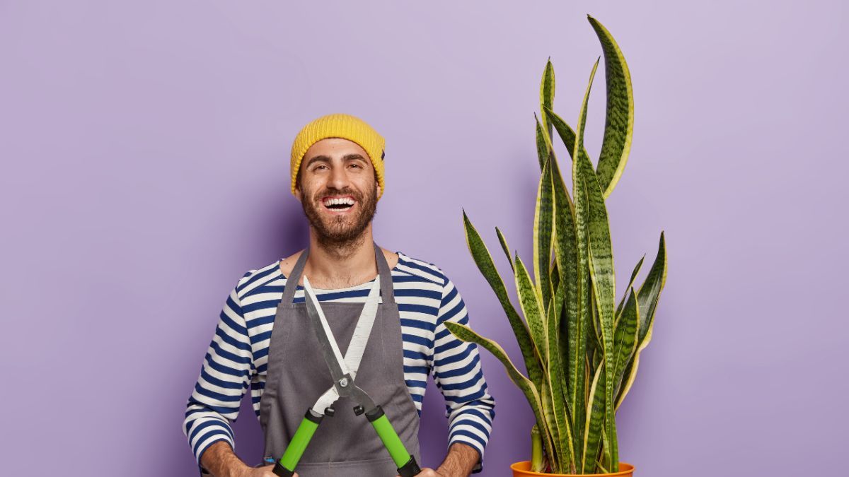 Así debes podar tu lengua de suegra o sansevieria.