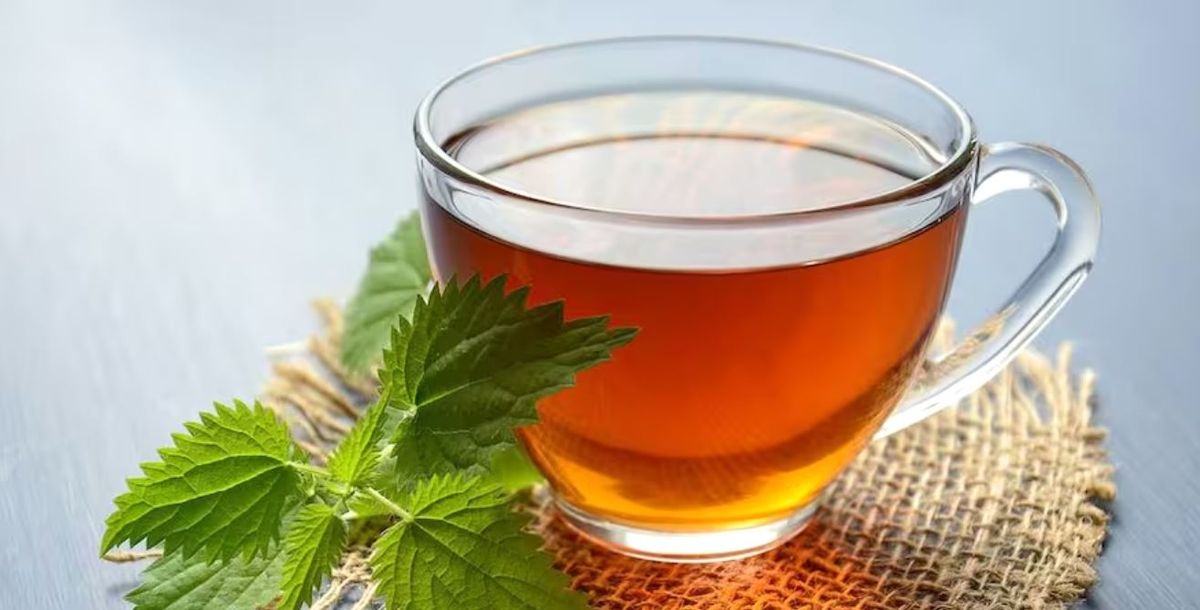 Beneficio de tomar té de boldo.