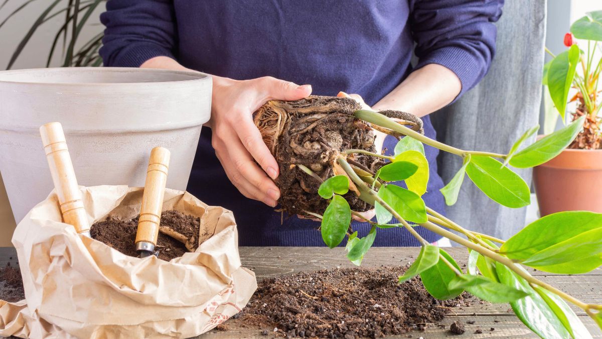 Plantas: cuándo hacer el trasplante pre primavera para que sea todo un éxito