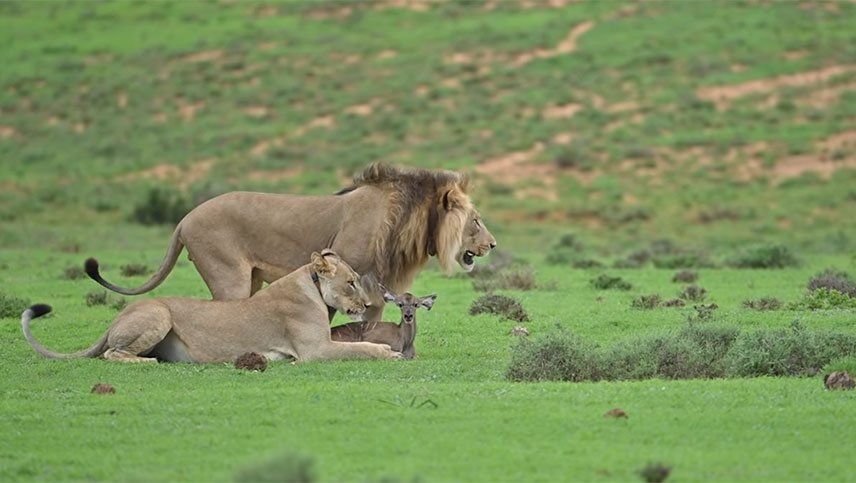 Video: dos leones juegan con una cría de antílope, pero todo termina mal