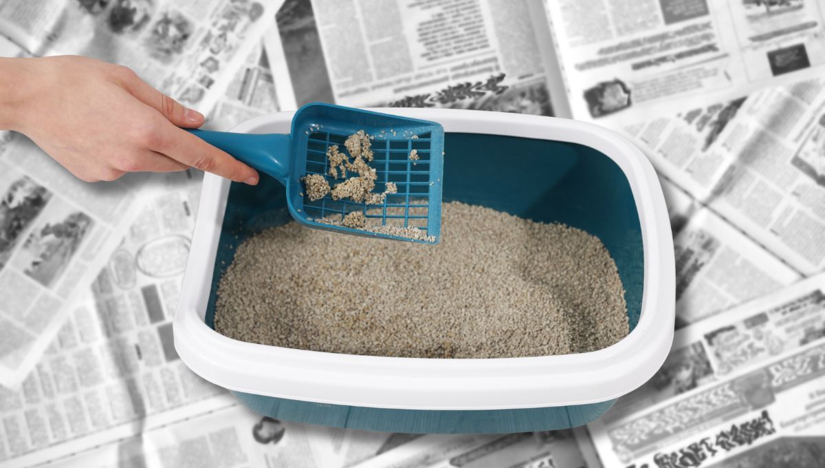 Cómo hacer arena para gatos casera con papel de diario reciclado