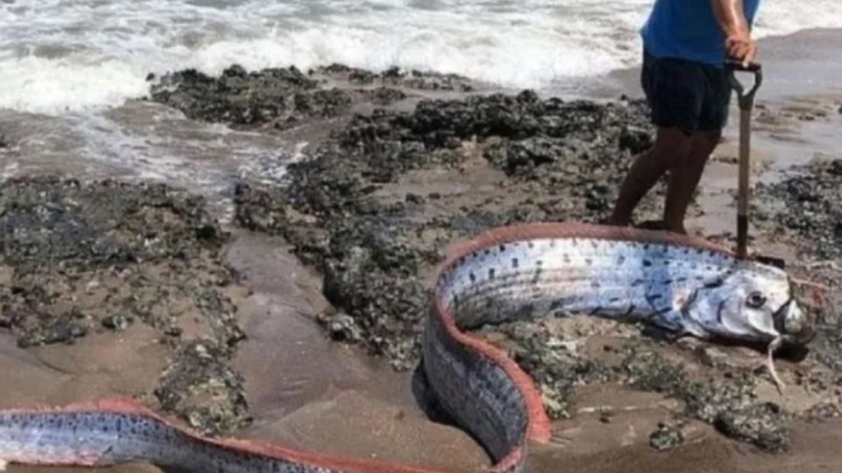 El pez remo capturado en Arica, Chile, mide unos 6 metros y su aparición puede significar un presagio de terremotos o tsunamis El pez remo capturado en Arica, Chile, mide unos 6 metros y su aparición puede significar un presagio de terremotos o tsunamis