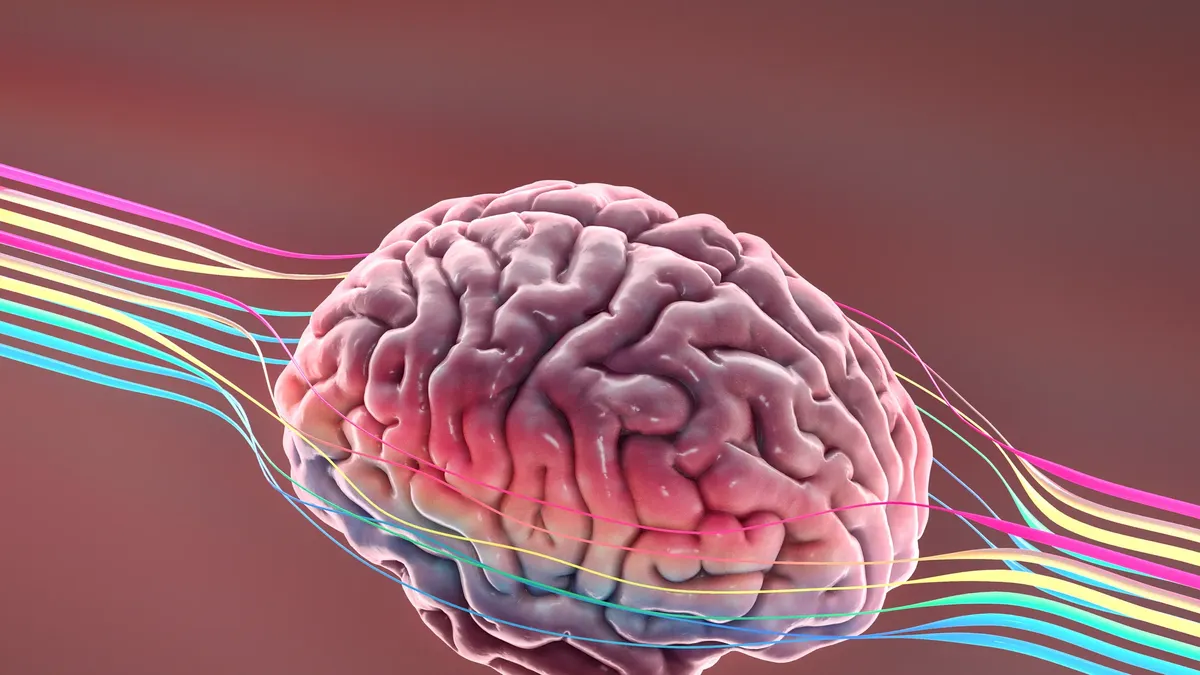 Este descubrimiento podría ayudar a nuestro cerebro. Este descubrimiento podría ayudar a nuestro cerebro.