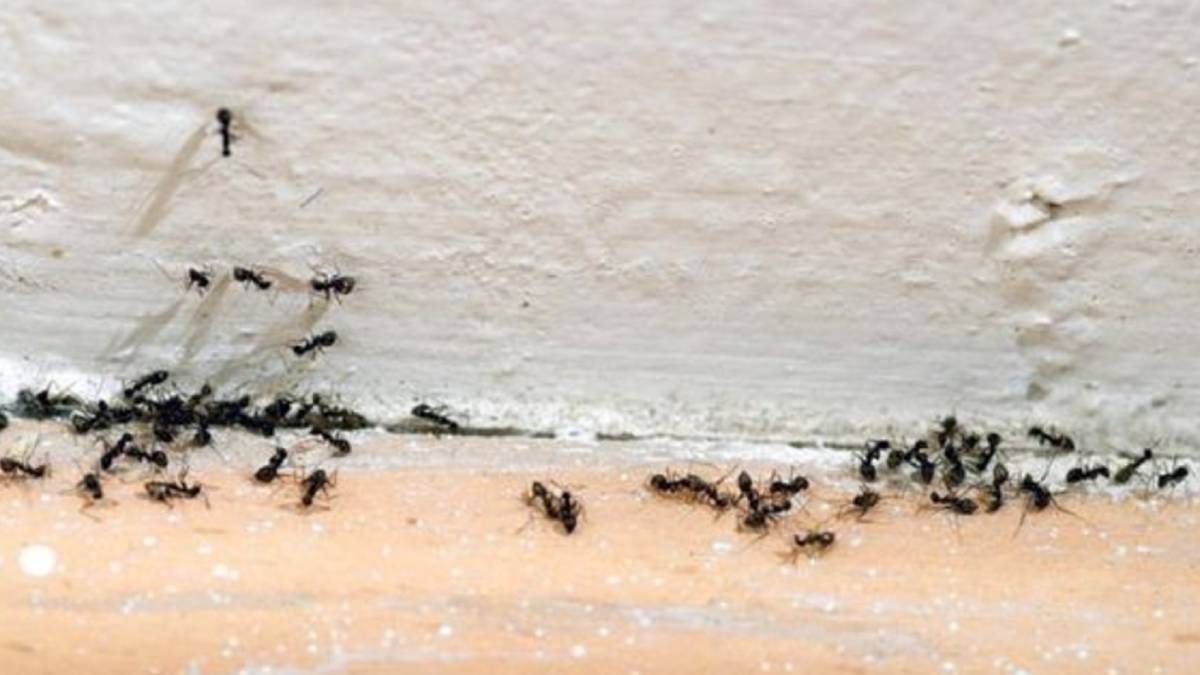 Elimina para siempre las hormigas negras del jardín con un solo ingrediente